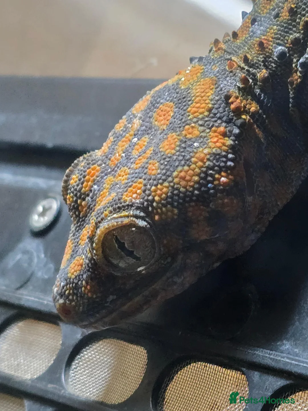 Gecko reptiles for sale: Tokay female  - Advert 2