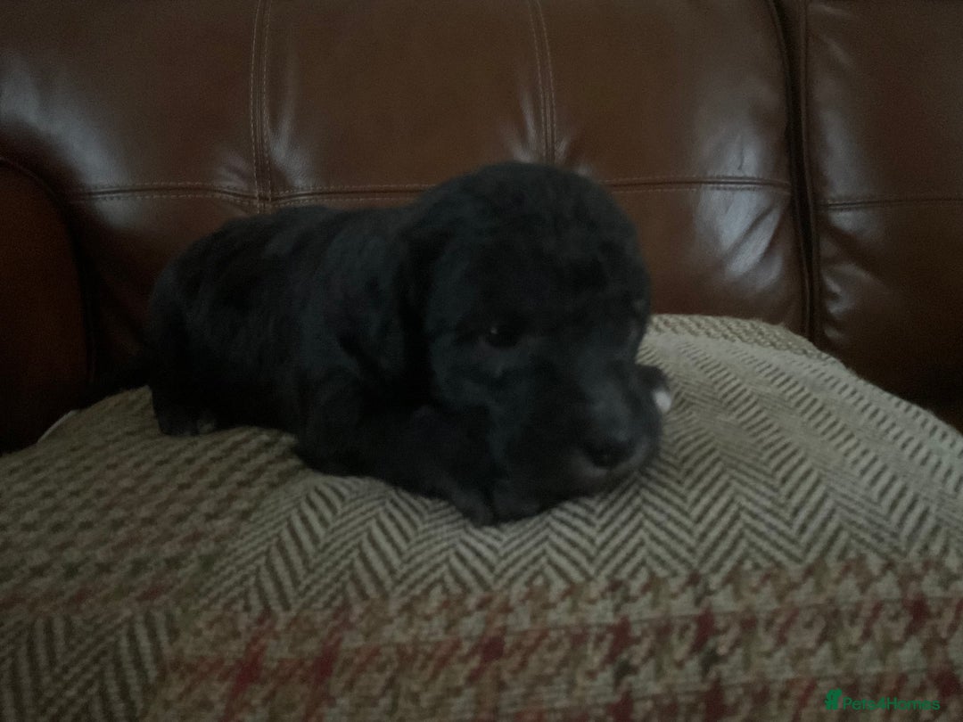 Bedlington Terrier dogs for sale: 4 bedlington puppies for sale  - Advert 2