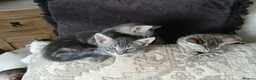 Bengal cats for sale: 3/4 Bengal Kittens  - Advert 6