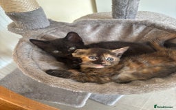 Mixed Breed cats for sale: Kittens ready for forever homes - Image 7
