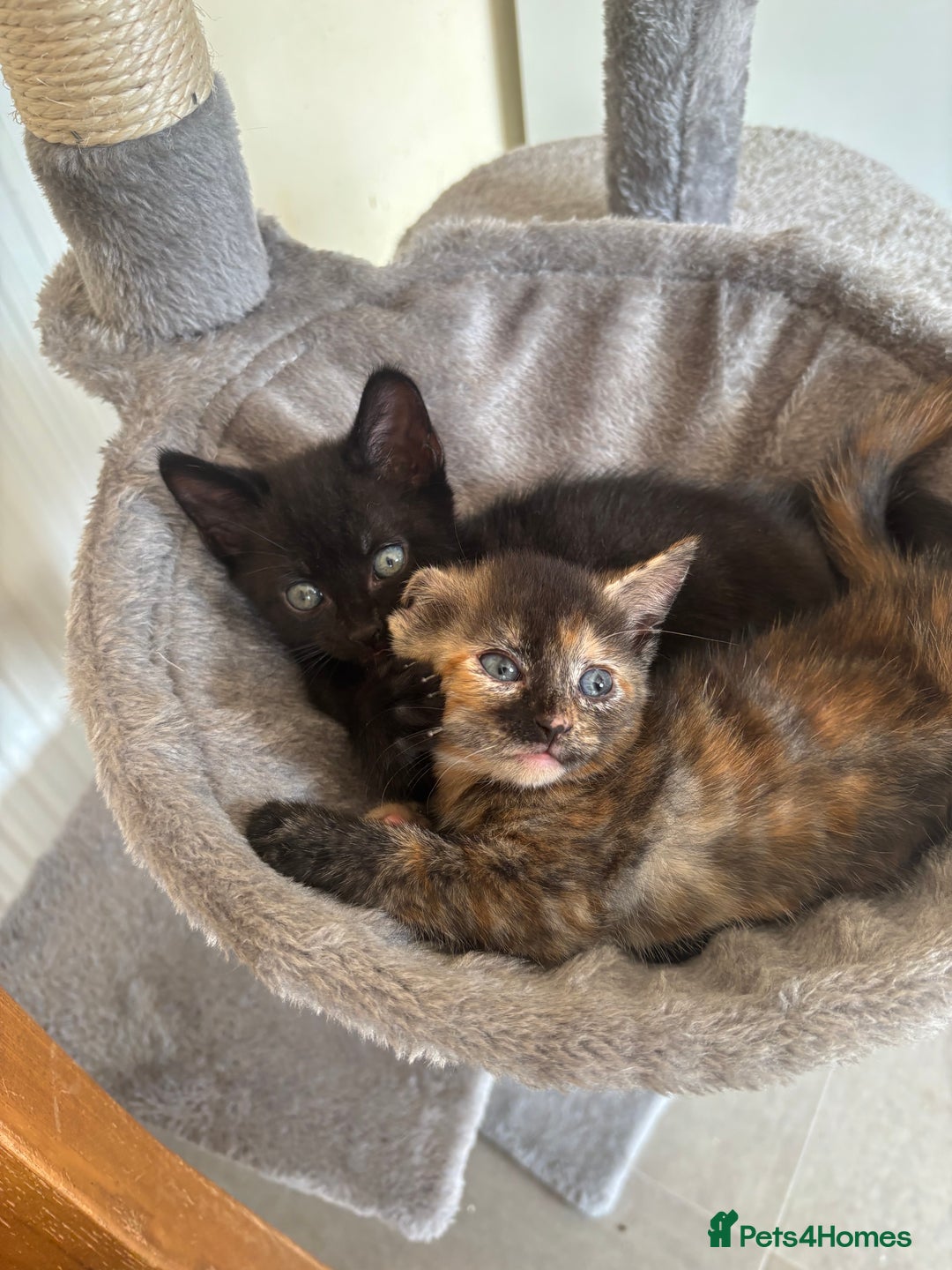 Mixed Breed cats for sale: Kittens ready for forever homes - Image 7