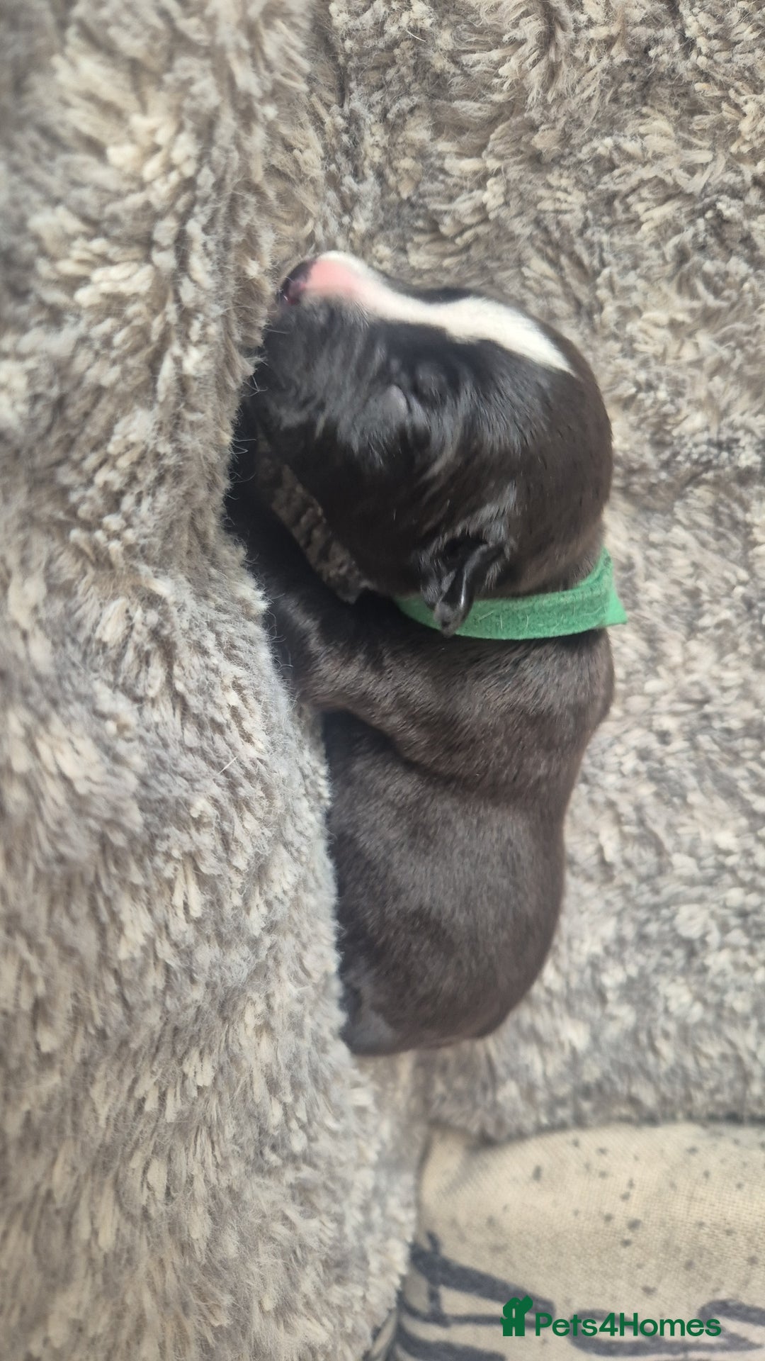 Mixed Breed dogs for sale: American bull staffy cross cane corso - Image 5