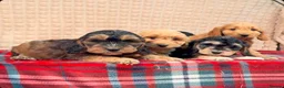 Cockapoo dogs for sale: STUNNING COCKAPOO PUPPIES READY NOW  - Advert 3