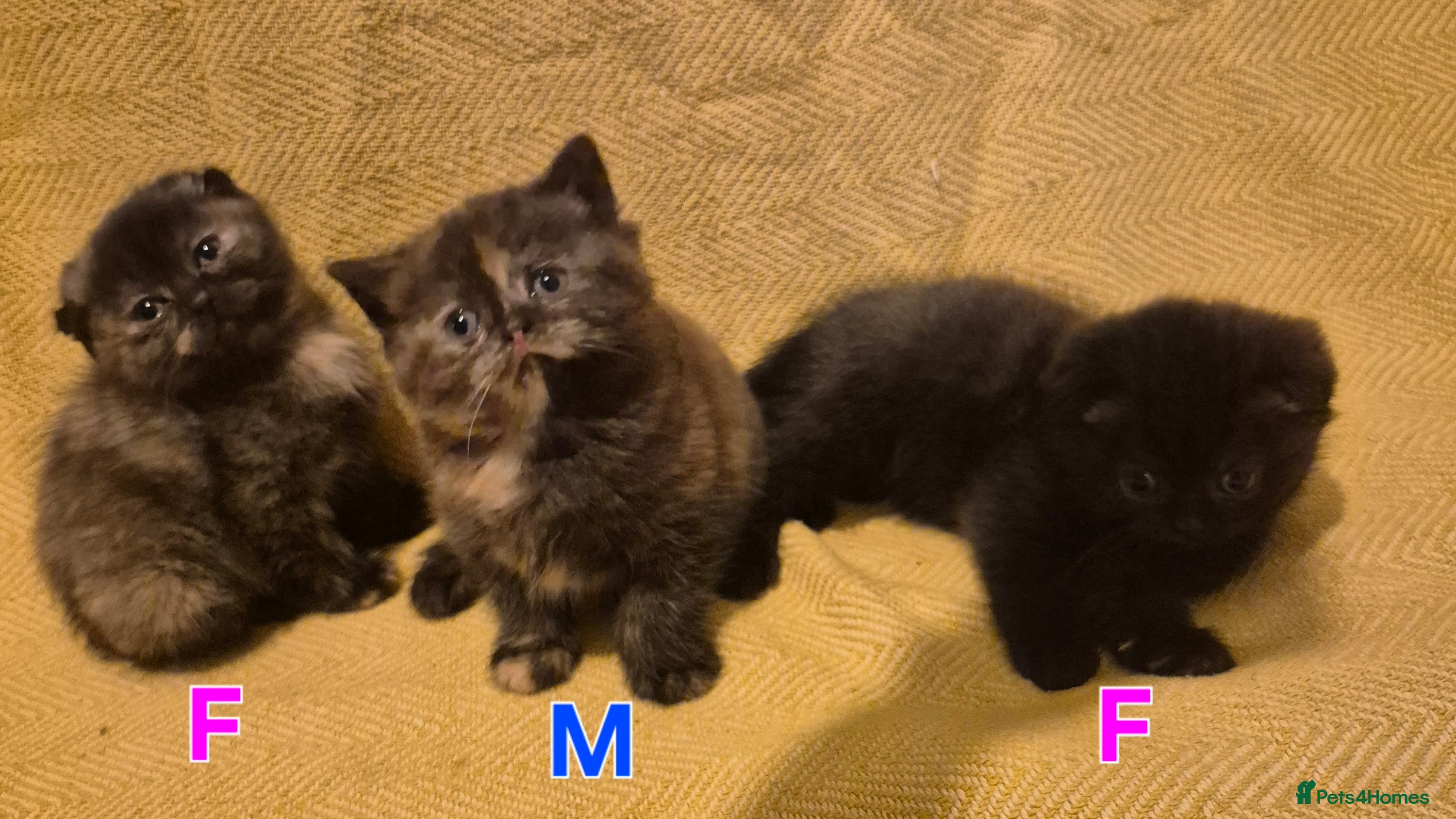 Scottish Fold cats Tica registered, parents pkd clear - Advert 15