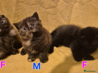 Scottish Fold cats Tica registered, parents pkd clear - Advert 15