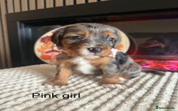 Cocker Spaniel dogs for sale: Cocker spaniel merle puppies - Image 1