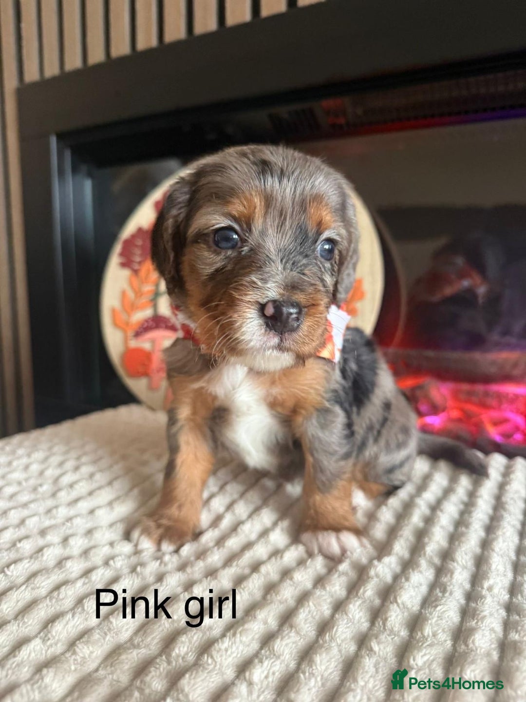 Cocker Spaniel dogs for sale: Cocker spaniel merle puppies - Image 1