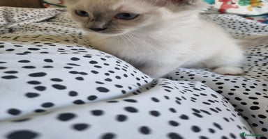 Ragdoll cats - Advert 4