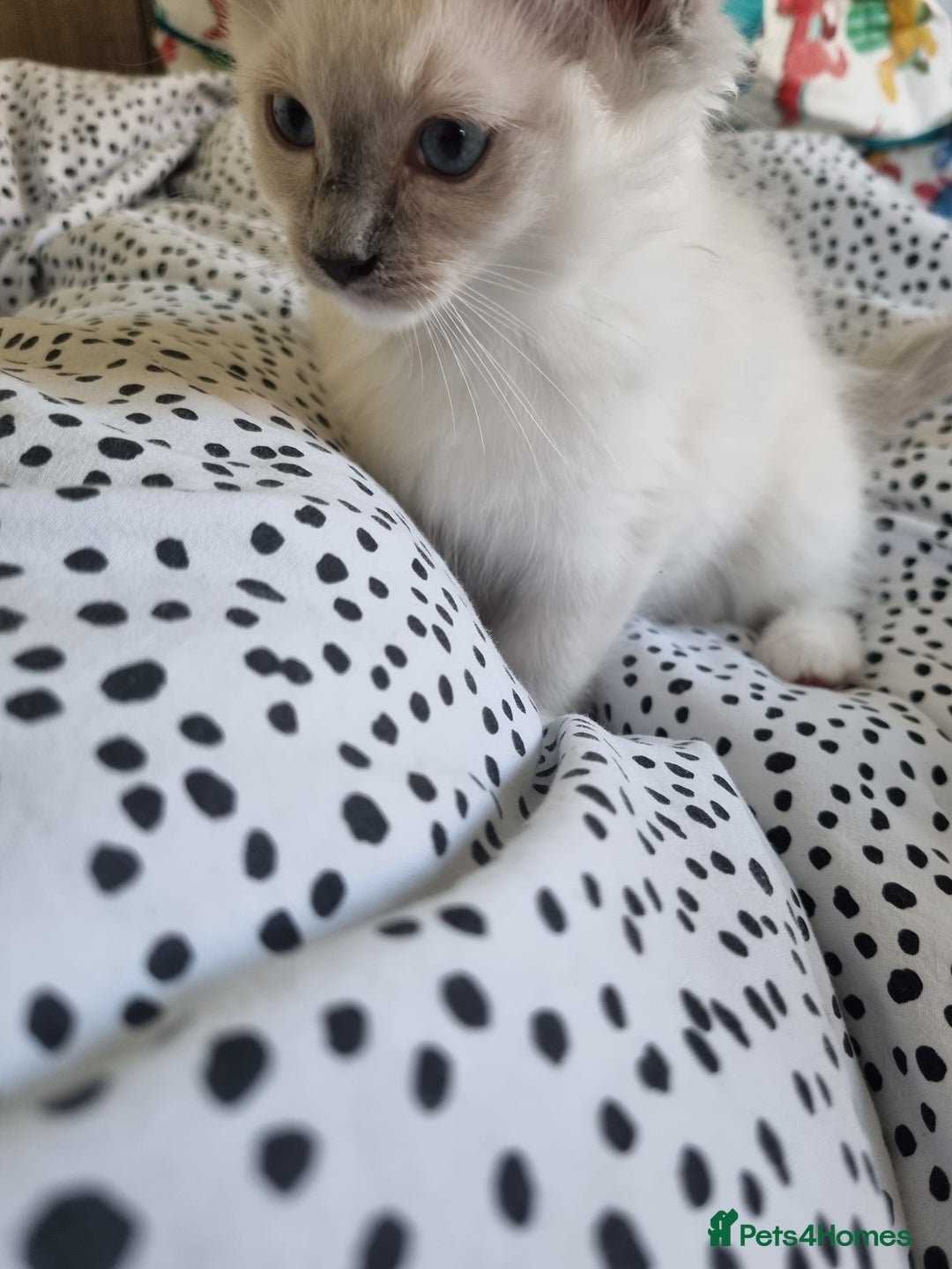 Ragdoll cats for sale: Beautiful Fluffy Ragdoll Kittens 💕🐱 - Image 3
