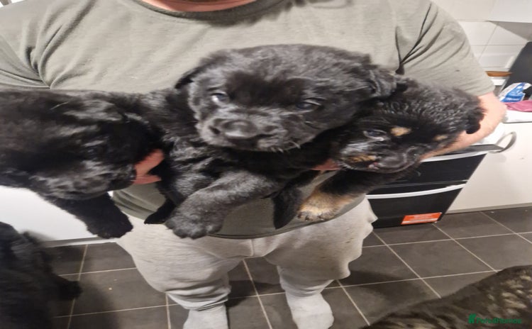 Mixed Breed dogs Rottweiler  and long haired shepherd mix pups - Advert 1