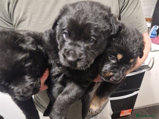 Mixed Breed dogs Rottweiler and long haired shepherd mix pups - Advert 1
