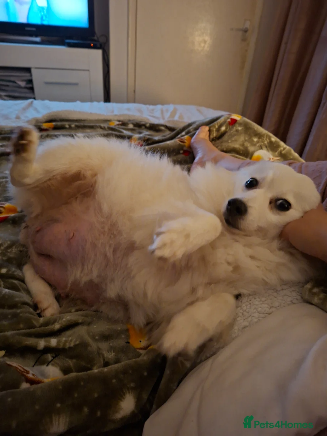 Mixed Breed dogs for sale: Beautiful rare volpino Italiano/mini Pomeranian  - Advert 2