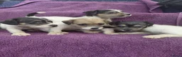 Jack Russell dogs for sale: Jack Russell puppies, full pedigree  - Advert 7