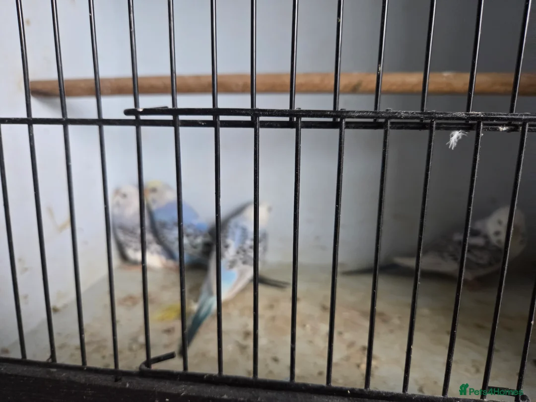 Budgerigars birds for sale:  budgies for sale - Advert 10