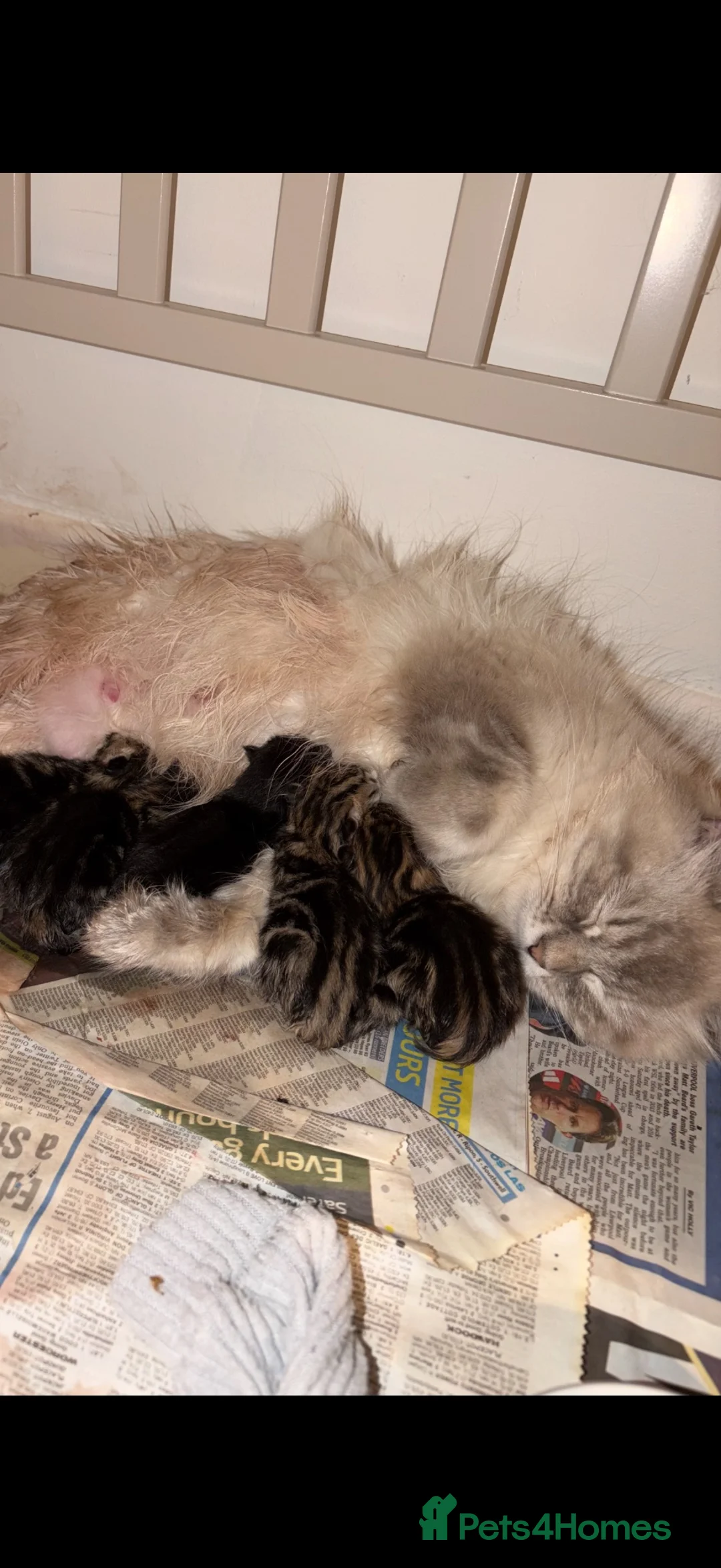 Mixed Breed cats for sale: PAIR OF RAGDOLL X BENGAL MIX  - Advert 4