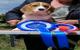 Beagle dogs for sale: **FULLY HEALTH TESTED TRI BEAGLE MALE AVAILABLE** - Image 2
