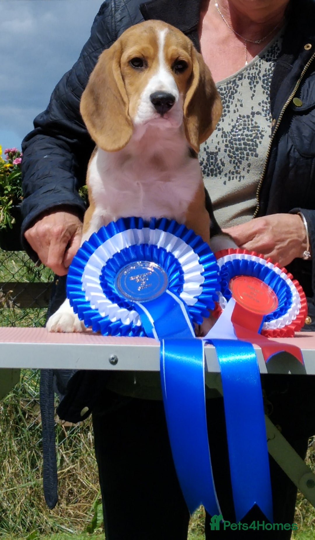Beagle dogs for sale: **FULLY HEALTH TESTED TRI BEAGLE MALE AVAILABLE** - Image 2