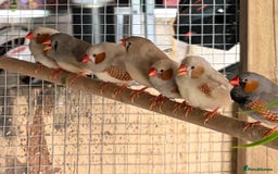 Finches birds for sale: Zebra and penguin finches  - Image 1