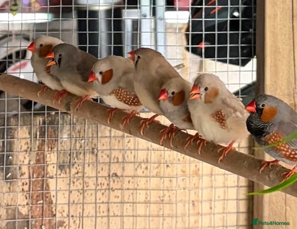 Finches birds - Advert 1