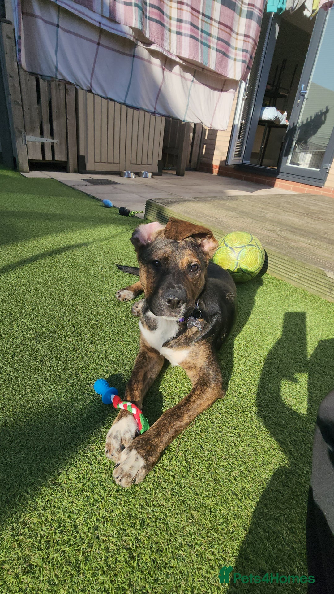 Mixed Breed dogs for sale: 11 month old staffy x Belgian Mali  - Image 7