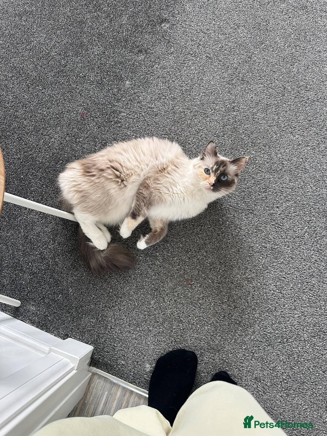 Ragdoll cats for sale: Female ragdoll  in Kirknewton - Advert 4