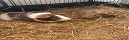 Guinea Pig rodents for sale: 2 male guinea pigs  - Advert 2