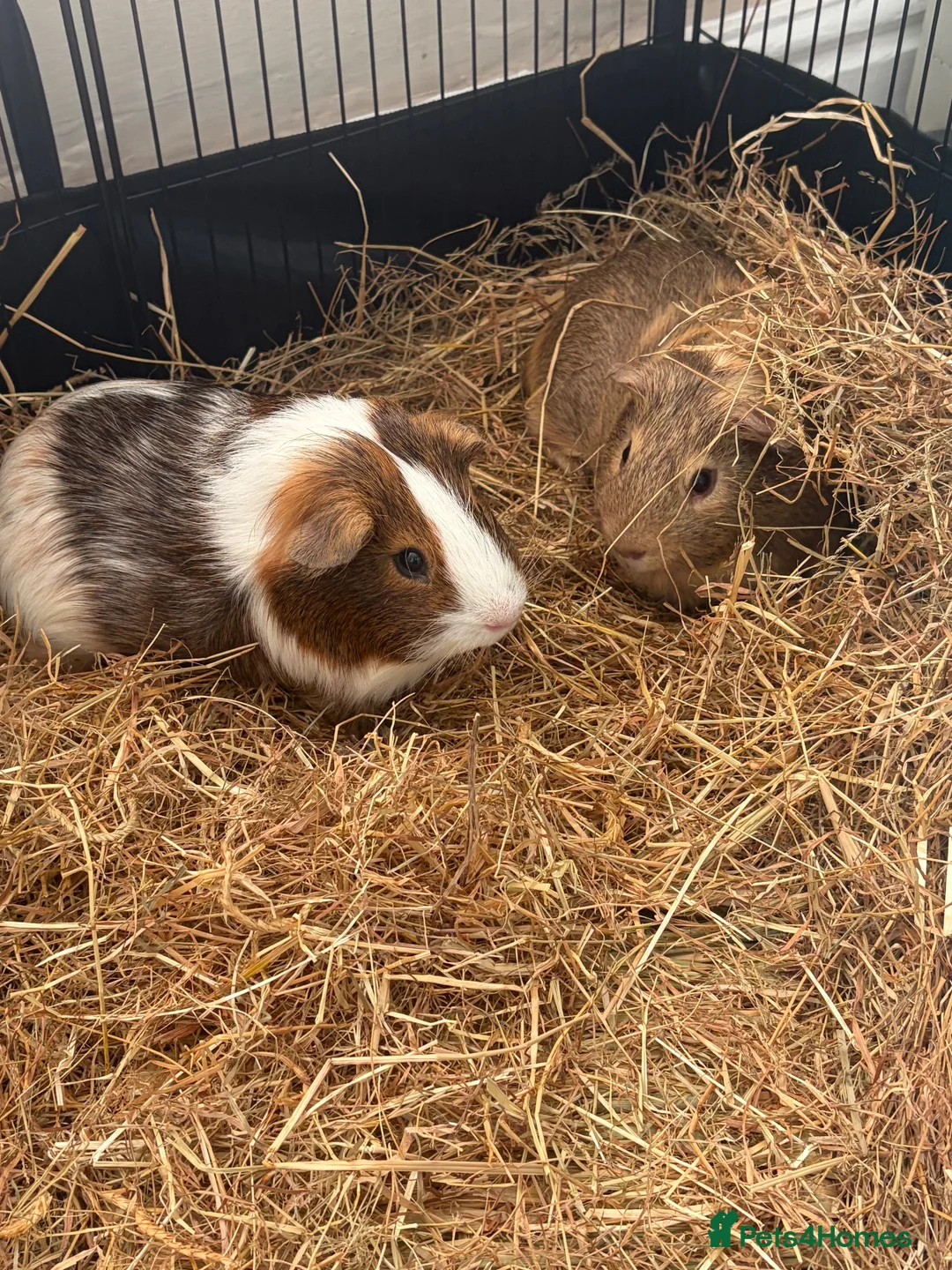Guinea Pig rodents for sale: 2 male guinea pigs  - Advert 2