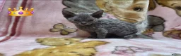 Devon Rex cats for sale: DEVOTED DEVONS  - Advert 11