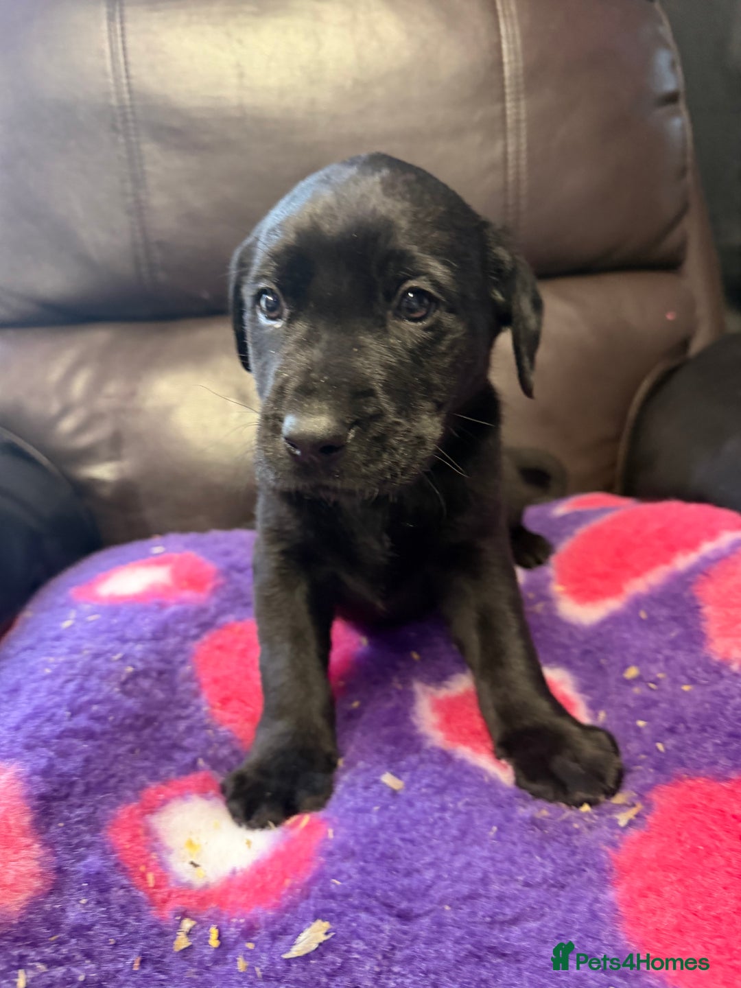 Labrador Retriever dogs for sale: Labradors 6 chunky black boys and 1 little girl - Advert 6