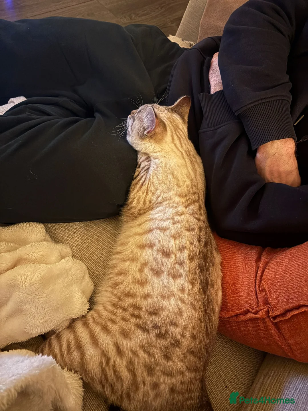 Bengal cats for sale: Guaranteed to be Cuddly *ready now*  - Advert 2