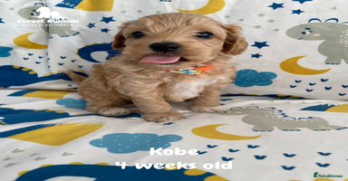 Maltipoo dogs Beautiful Maltipoo Puppies - Advert 9