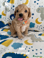 Maltipoo dogs Beautiful Maltipoo Puppies - Advert 1