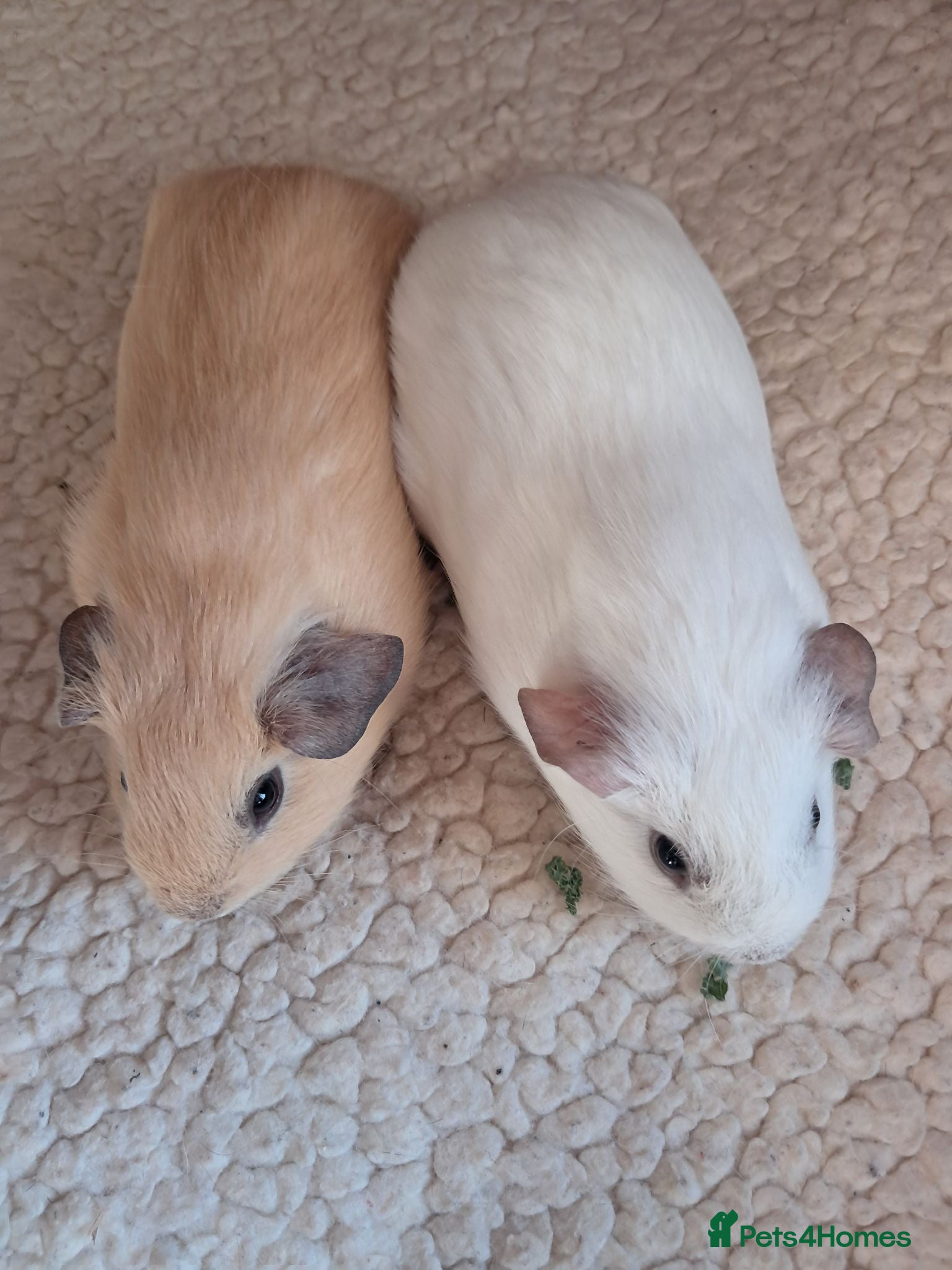 Guinea Pig rodents PURE CALIFORNIAN BABIES - Advert 5