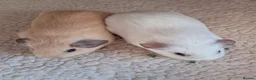 Guinea Pig rodents for sale: PURE CALIFORNIAN BABIES - Advert 6