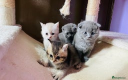 Scottish Fold cats for sale: Beautiful litter Scottish fold ready to reserve ❤️ - Image 1