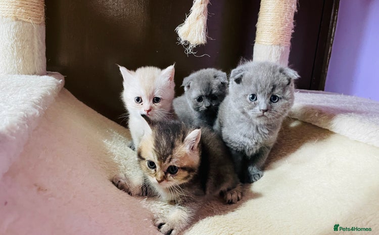 Scottish Fold cats - Advert 12