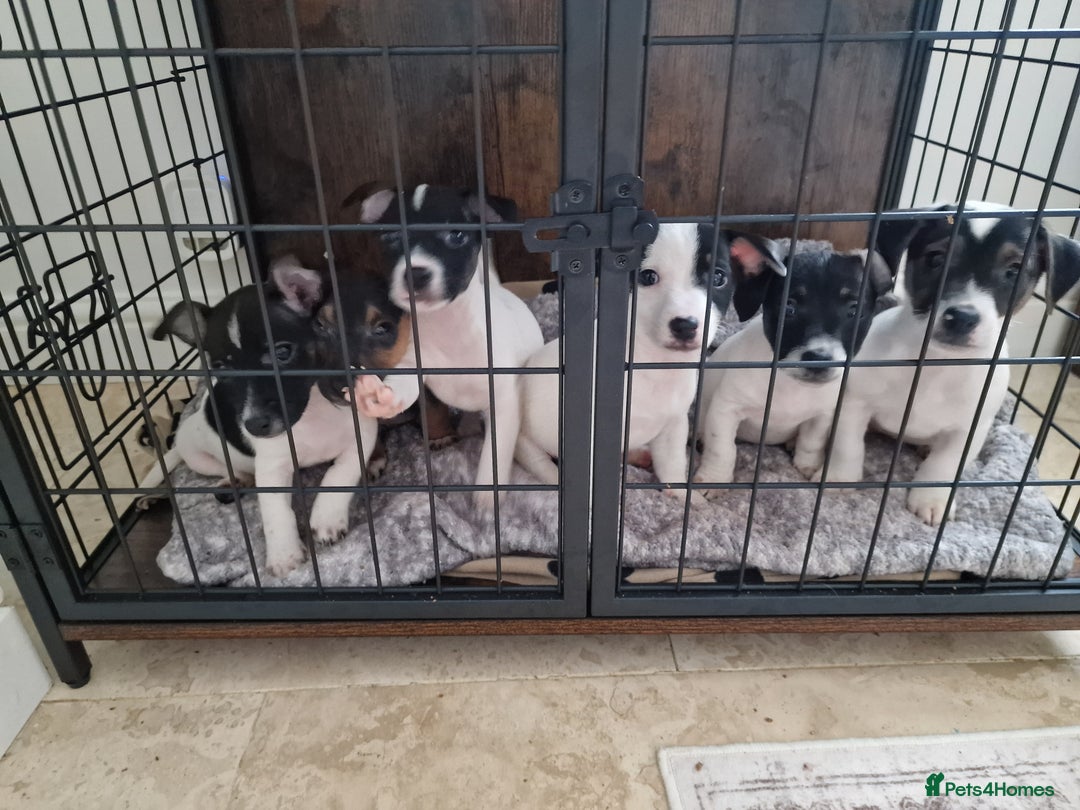 Jack Russell dogs for sale: Jack Russel Terriers 3 Generations Bloodline - Image 11
