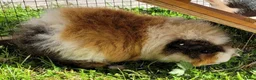 Guinea Pig rodents for sale: Guinea pigs with hutch in Perth - Advert 4