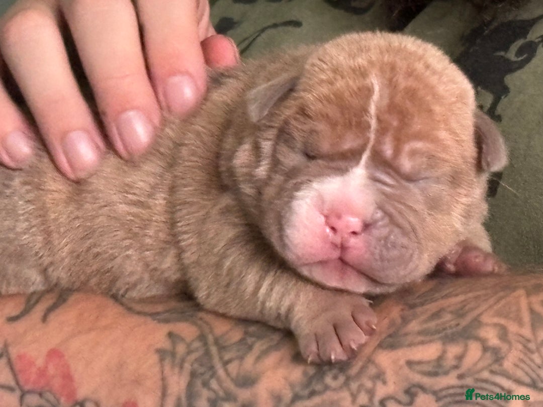 Mixed Breed dogs for sale: Bullpei puppies  - Image 7