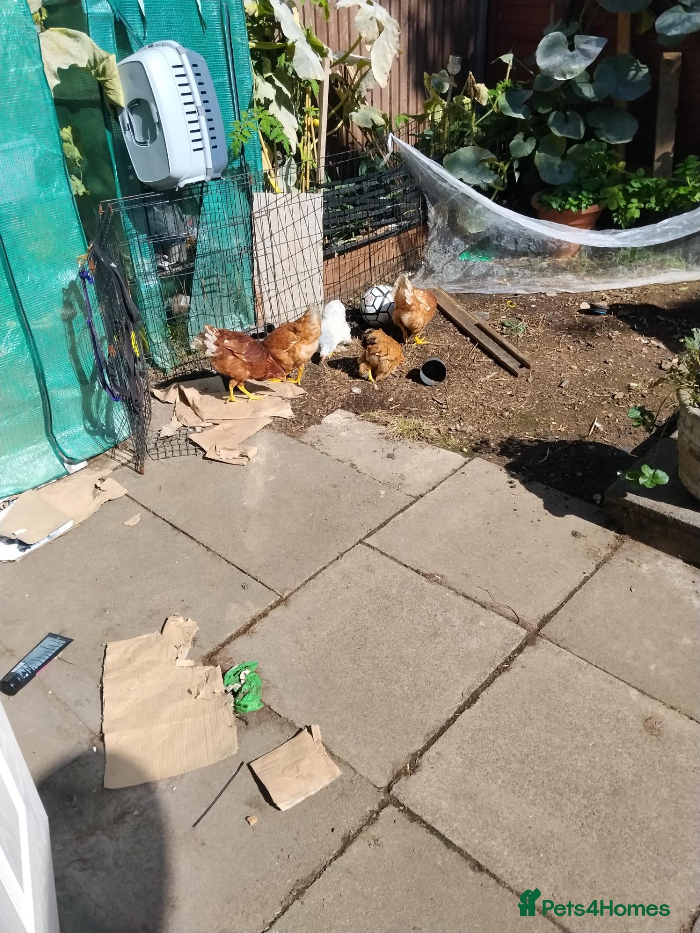 Mixed Breed poultry 3 Chickens, Silkie x Bantam and brown chicken.  - Advert 1