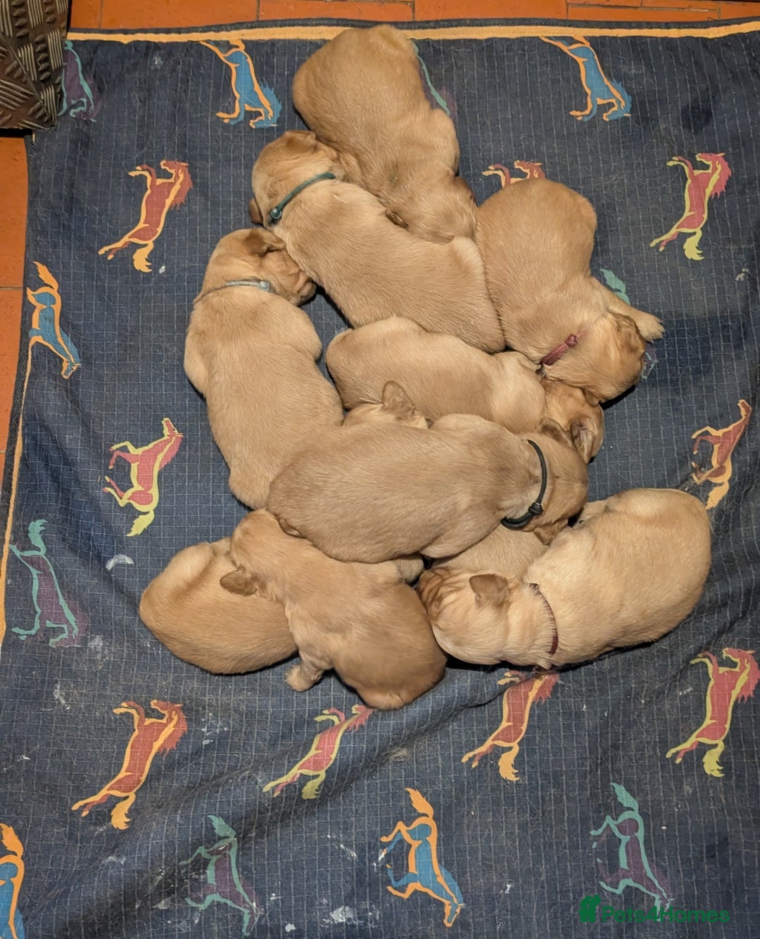 Golden Retriever dogs for sale: Working Golden Retriever Puppies  - Advert 12