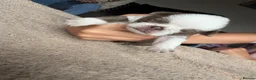 Pug dogs for sale: pug puppies  - Advert 7