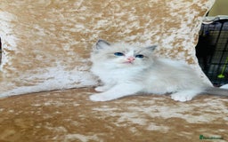 Ragdoll cats for sale: Beautiful ragdoll kittens - Image 10