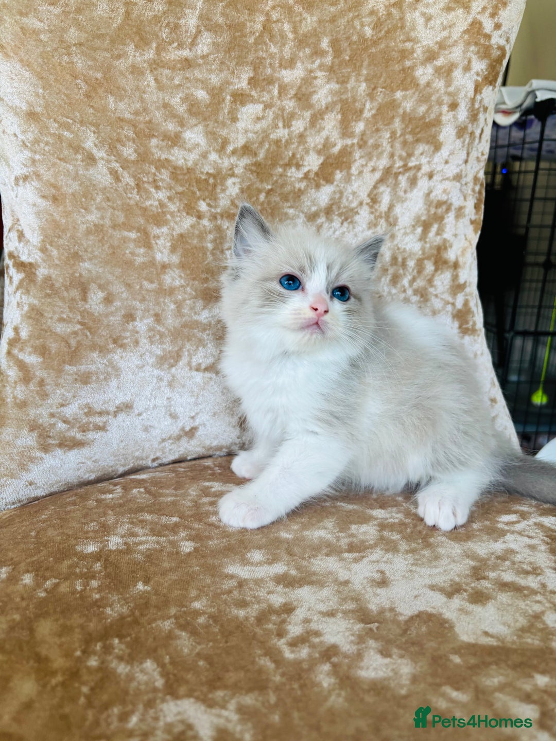 Ragdoll cats for sale: Beautiful ragdoll kittens - Image 10