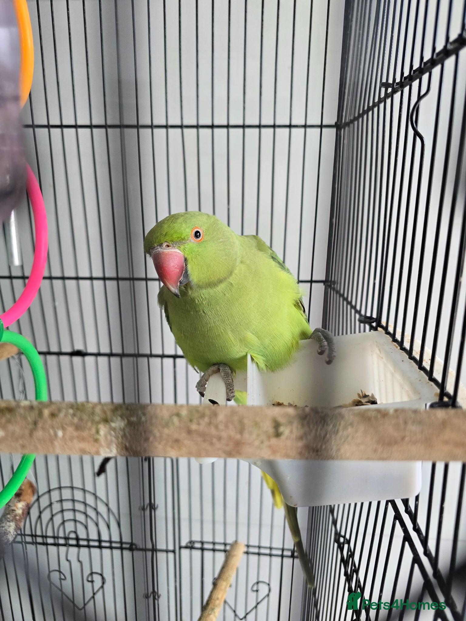 Parrots birds Indian Ringneck Parrot  - Advert 4