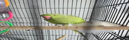 Parrots birds for sale: Indian Ringneck Parrot  in Barking - Advert 1