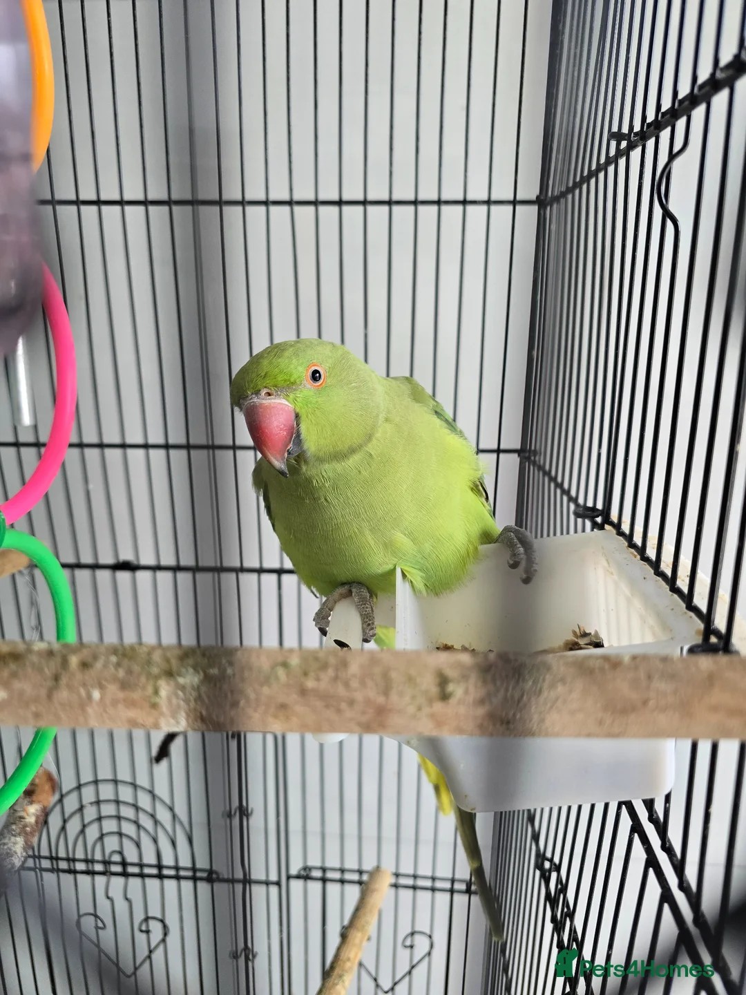 Parrots birds for sale: Indian Ringneck Parrot  in Barking - Advert 1