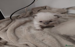 Ragdoll cats for sale: 2 lynx seal point Ragdolls kittens - Image 6