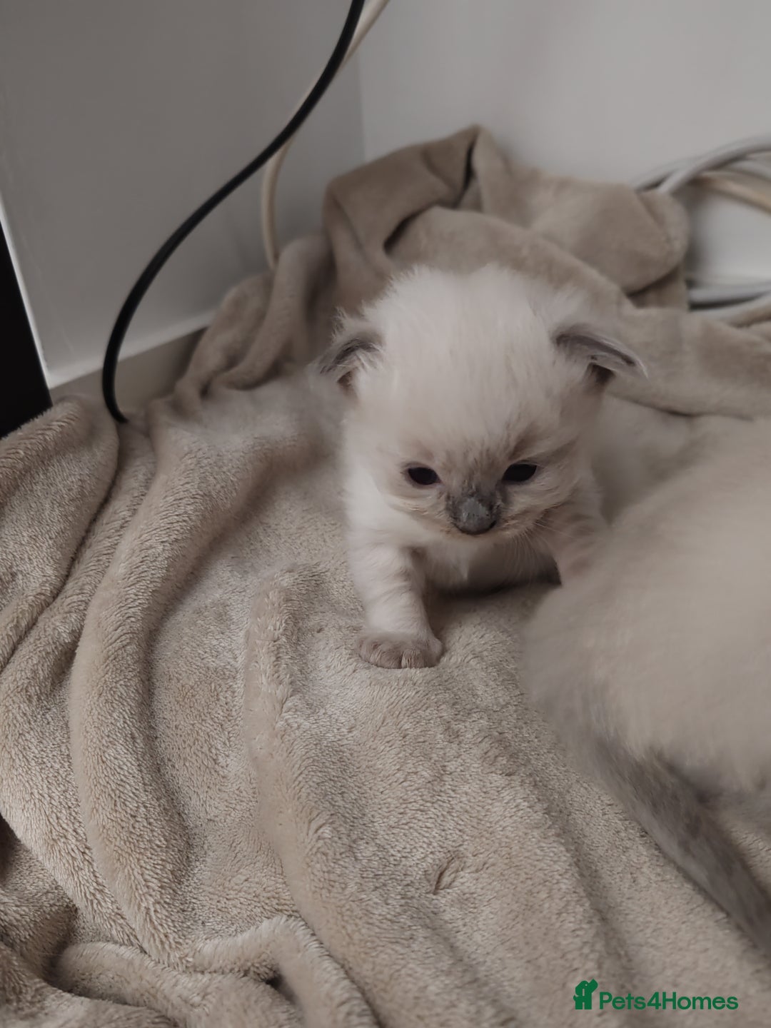 Ragdoll cats for sale: 2 lynx seal point Ragdolls kittens - Image 6