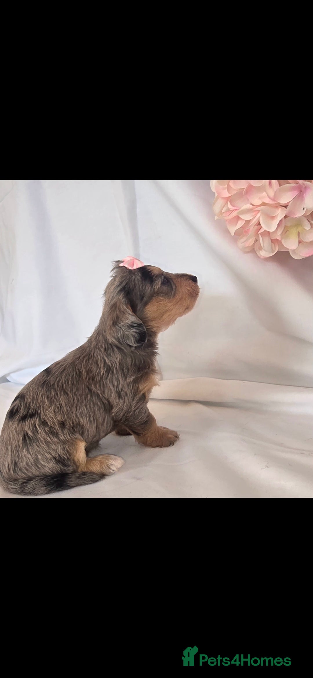Mixed Breed dogs for sale:  miniature dachshund cross toy poodle doxiepoo   - Image 14